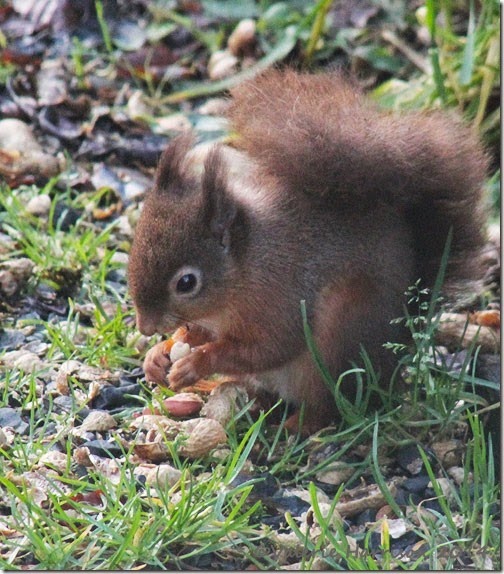 1 red-squirrel