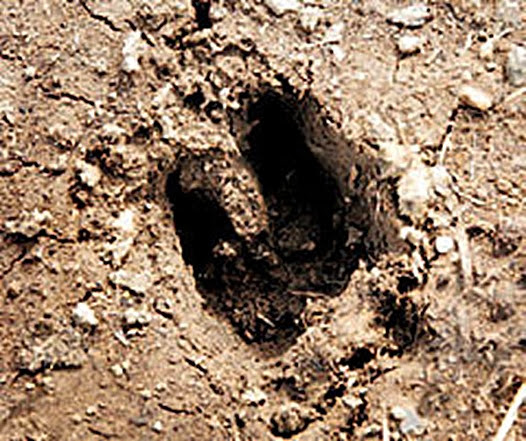 Tainy35_WEB-130 Tainy35_WEB-130