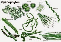 cyanophyte