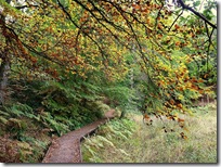 woodland track kincraig3