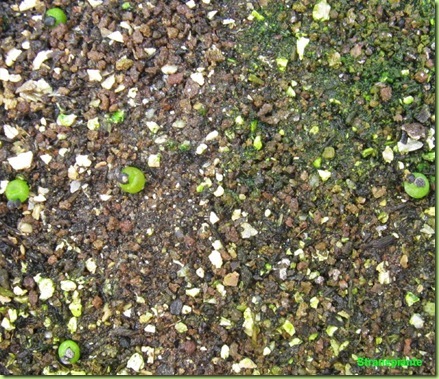 Ariocarpus furfuraceus Matehuala - SLP-2011-02-04_00015IMG_5366