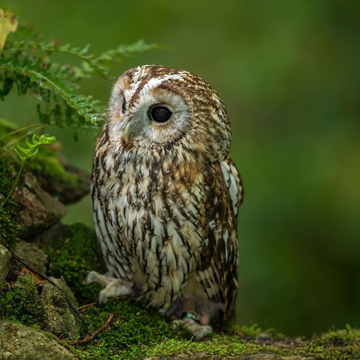 Hd-182509-ascw182509