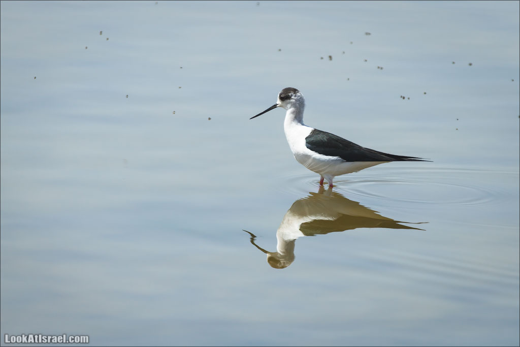 LookAtIsrael.com: Фото-блог о путешествиях по Израилю. Тель Авив, Иерусалим, Хайфа 