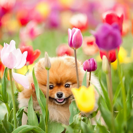 Hd-181043-ascw181043