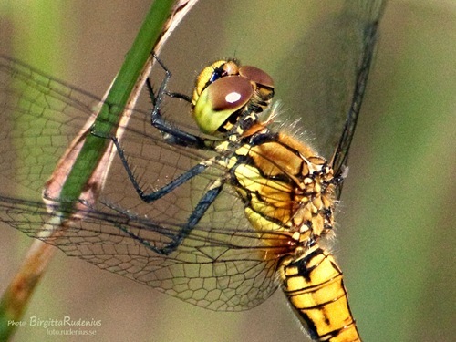 dragonfly_20110716_1a