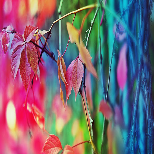 Hd-133009-ascw133009