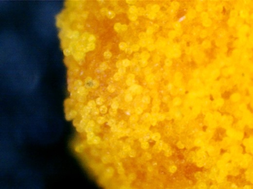 Pollen grains 7