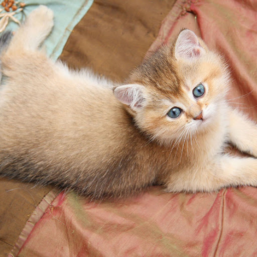 Hd-137808-ascw137808