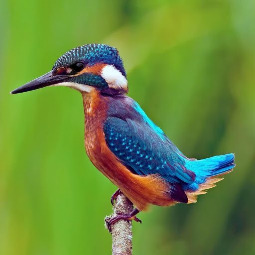 Hd-177772-ascw177772