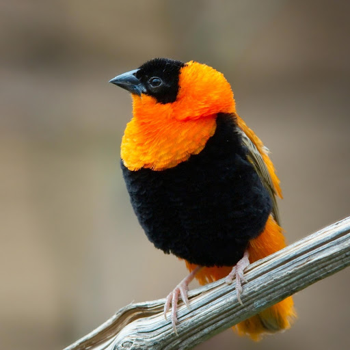 Hd-181227-ascw181227