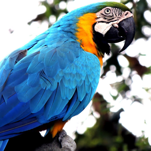 Hd-186003-ascw186003