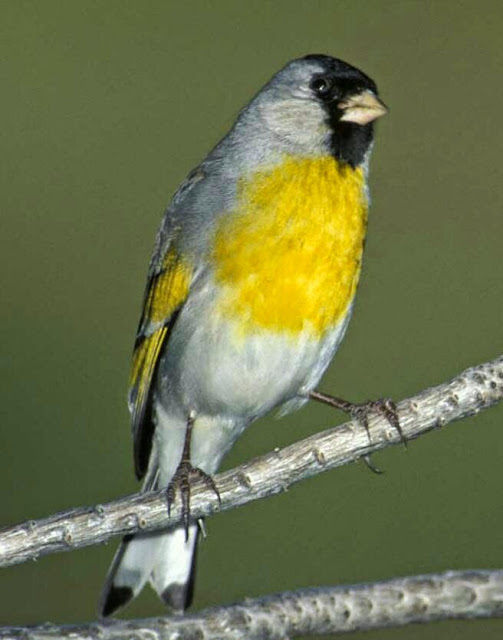 Lawrence's goldfinch bird song Lawrence's goldfinch bird song