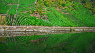oooo, a vertical vineya... zzzzzzzzzz