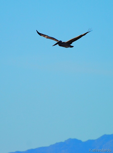 10. brown pelican-kab