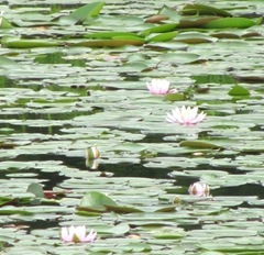 pond lilies pink at dad's bog1