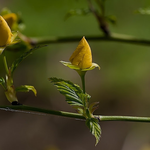 Hd-146582-ascw146582