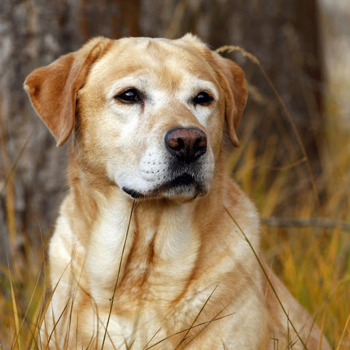 Hd-185708-ascw185708