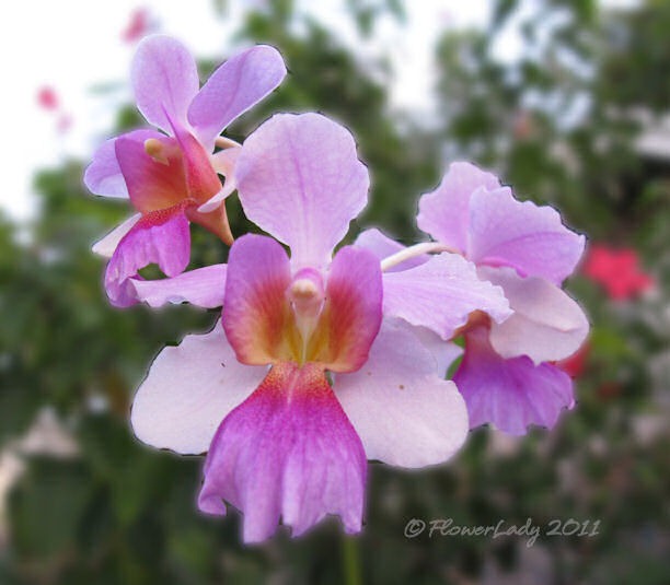 [08-24-vanda-orchidst%255B6%255D.jpg]