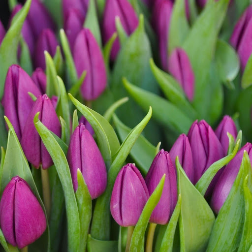 Hd-162032-ascw162032