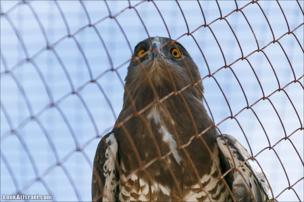 LookAtIsrael.com - Заповедник библейских животных Хай Бар | Hai Bar reserve | חי בר