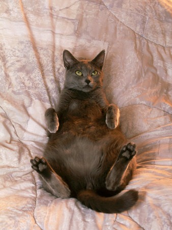 [fat-pregnant-grey-cat-relaxing-on-bed%255B5%255D.jpg]