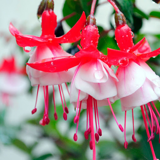 Hd-173607-ascw173607