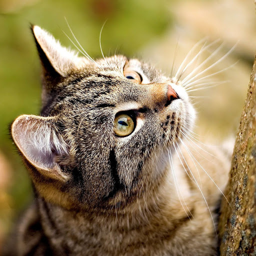 Hd-141808-ascw141808