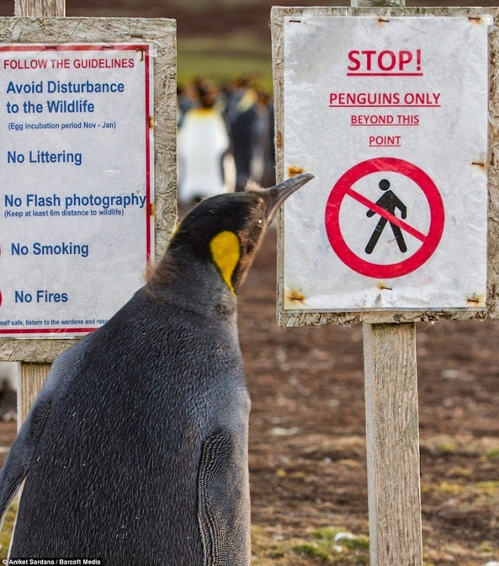 falkland-penguins-minefield-3