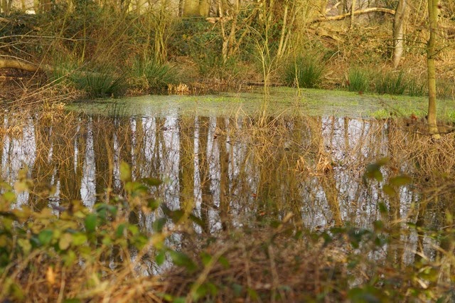 Thursford Wood Norfolk in spring