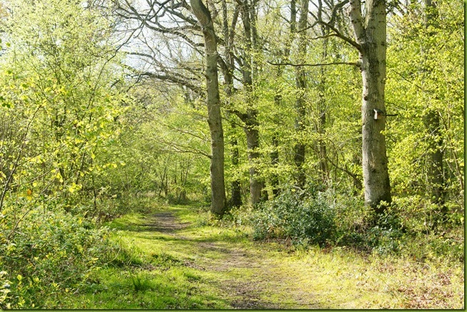 Foxley wood in spring