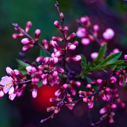 Hd-175849-ascw175849