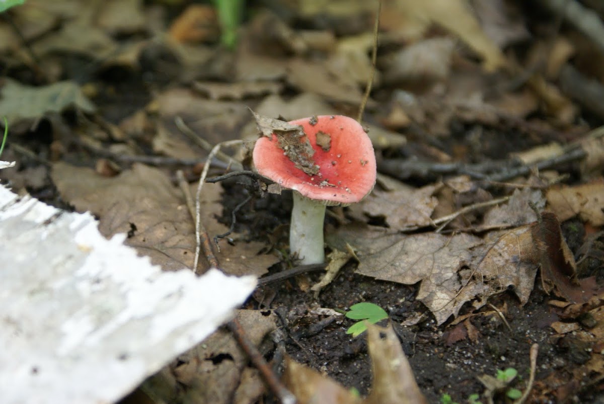 Russula