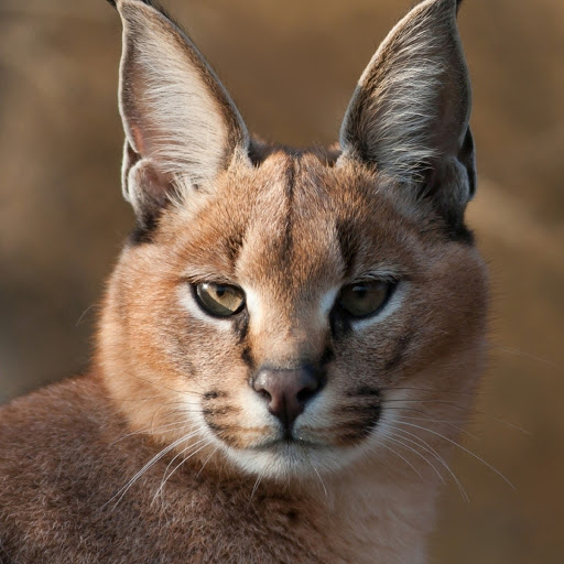 Hd-180460-ascw180460