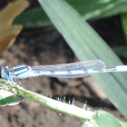 Familiar Bluet Damselfly