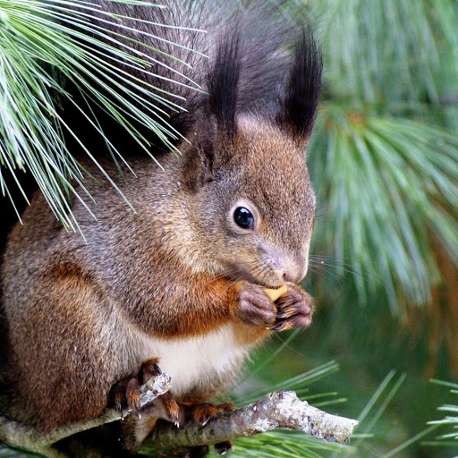 Hd-179010-ascw179010