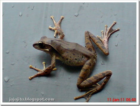 Polypedates leucomystax_Katak Pohon Bergaris_Stripped Tree Frog 8
