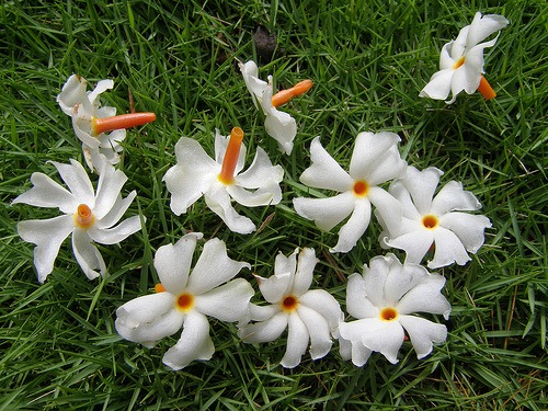 parijaat-flower