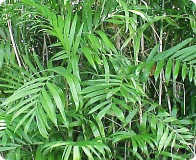 chamaedorea_cataractarum