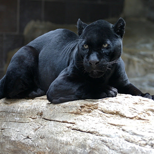 Hd-180615-ascw180615