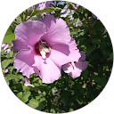 Image Google de Martine Breysse