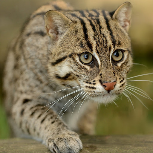 Hd-180331-ascw180331