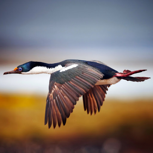 Hd-145275-ascw145275