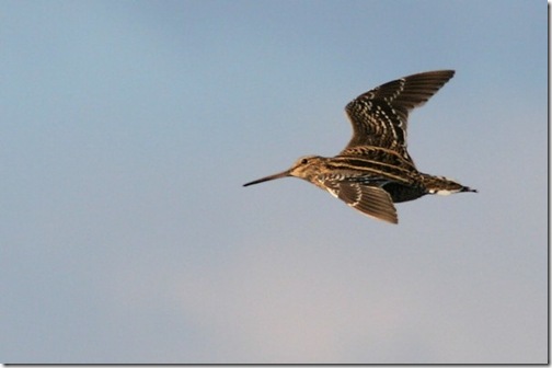 great-snipe