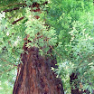 sequoia sempreverde.jpg