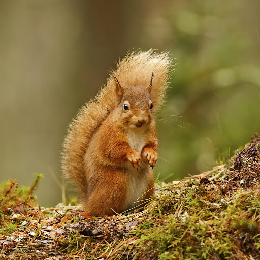 Hd-181080-ascw181080