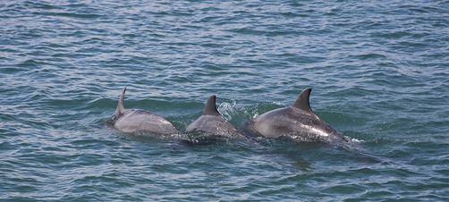 South Padre Island Dolphins5