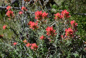 Indian paintbrush on the Rim Trail