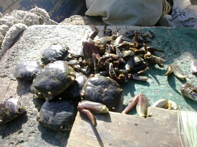 Preparing Bait using Rock Crab