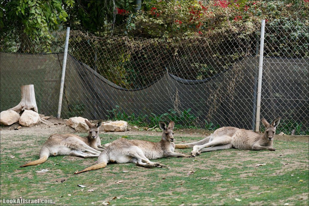 Ган Гуру - парк с кенгуру и другими австралийскими животными | Gan Guru | גן גורו | LookAtIsrael.com - Фото путешествия по Израилю