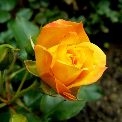 Hd-172425-ascw172425